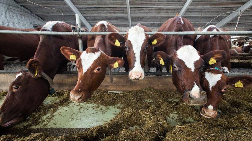 Бородавки на вымени у коровы: чем лечить?