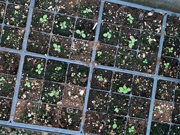 Как вырастить рассаду петуньи из семян — это легко и просто!
