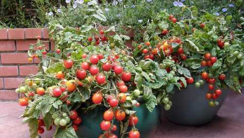 Помидоры черри на подоконнике, в домашних условиях: как просто и быстро вырастить томаты? советы и рекомендации для начинающих (105 фото)
