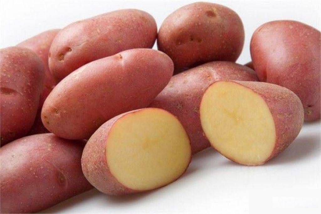 Какие бывают голландские сорта картофеля?