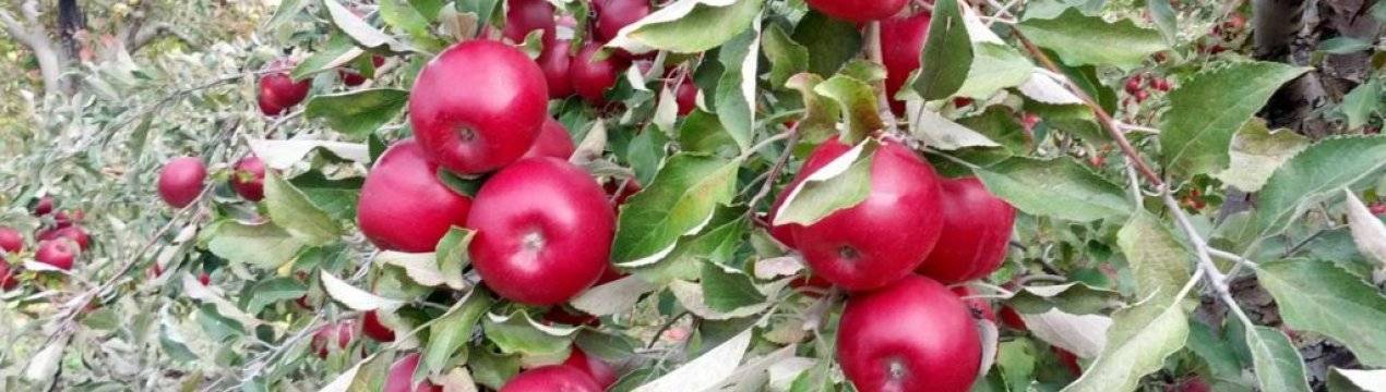 Сорт старкримсон (яблоня): описание, фото, особенности выращивания