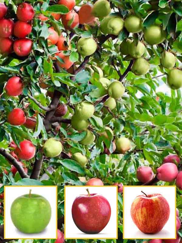 Характеристика яблони летнего сорта эрли женева