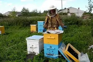 Объединение двух слабых пчелиных семей осенью, в августе