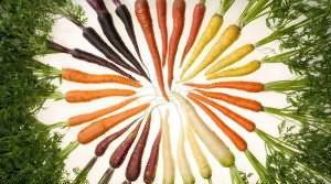 Топ-80 самых лучших сортов моркови на любой вкус и цвет