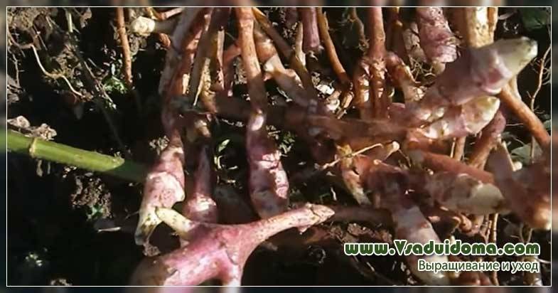 Топинамбур: выращивание, размножение, посадка и уход на даче