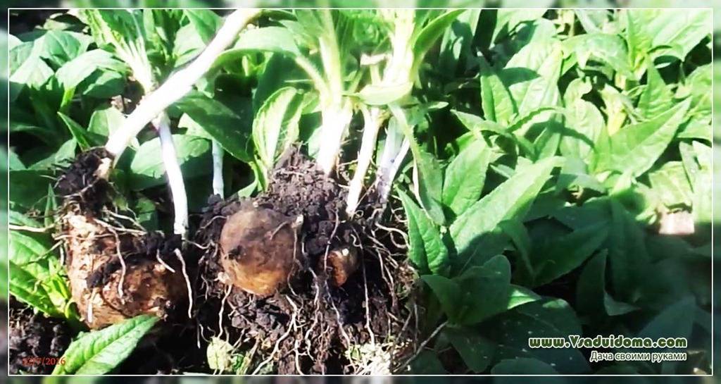 Топинамбур: выращивание, размножение, посадка и уход на даче