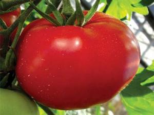 Урожайный сорт помидоров верлиока для выращивания в теплицах