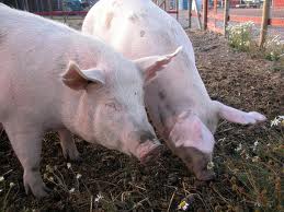 Африканская чума свиней: признаки заболевания, профилактика, фото и видео