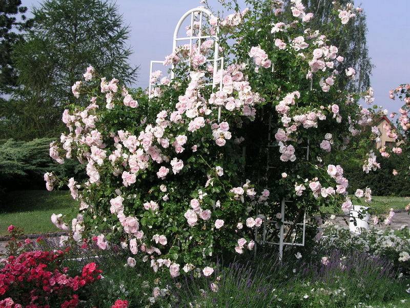 Для истинных ценителей растений — плетистая красавица роза нью даун. полная информация о цветке