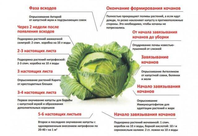 Капуста белорусская 455, 85: описание сорта, фото, отзывы, посадка и уход, выращивание