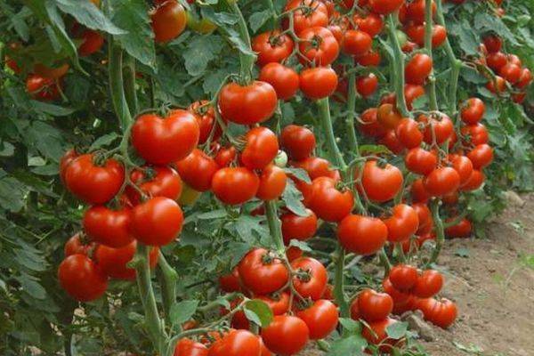 Томат "марьина роща f1": описание и характеристика сорта, фото помидор