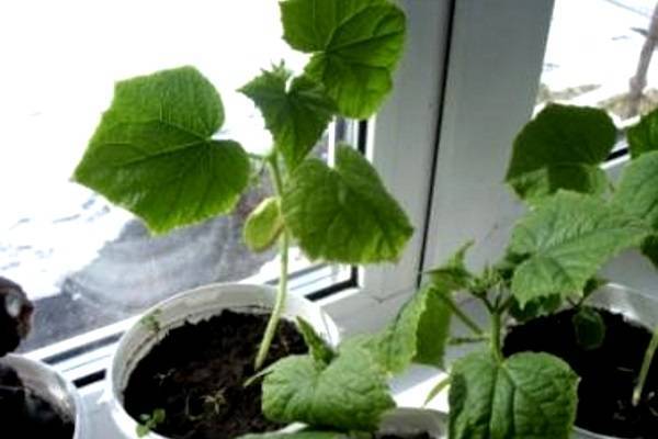 Как вырастить огурцы в квартире на окне