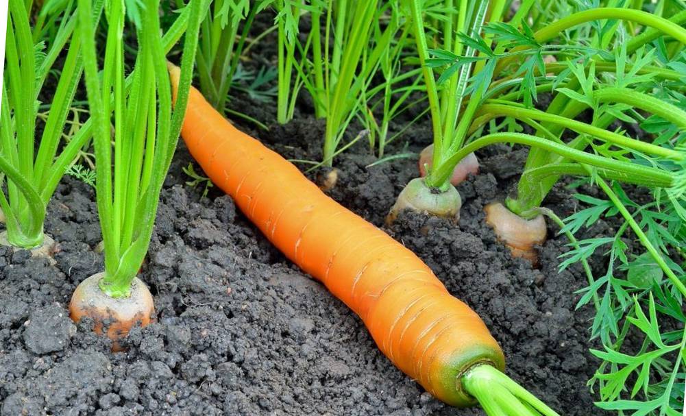 Посадка моркови в 2020 году по лунному календарю: благоприятные дни на рассаду, сроки посева весной, осенью и зимой