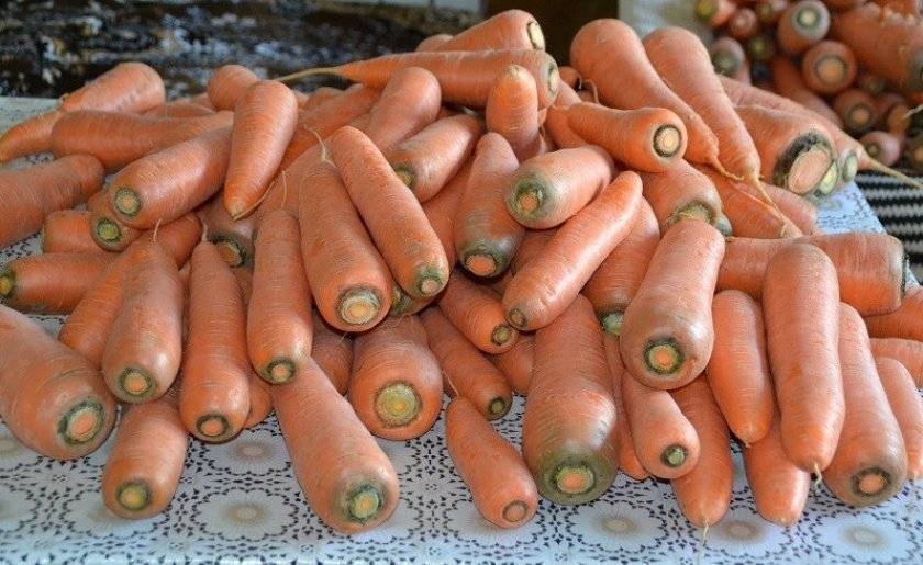 Сорт моркови лосиноостровская — описание и правила выращивания
