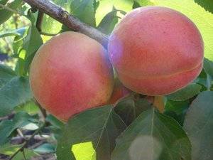 Описание царского абрикоса