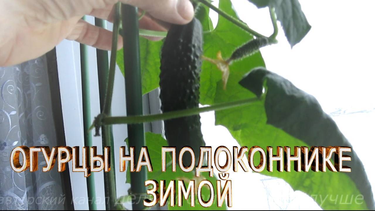 Какие сорта огурцов можно выращивать зимой на подоконнике