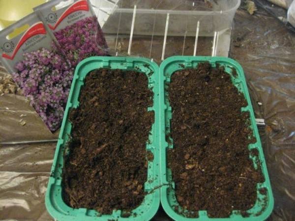 Алиссум: выращивание из семян, посадка и уход в открытом грунте