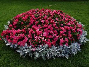 Популярные сорта и названия низкорослых многолетних цветов: фото бордюрных зон с красочным декором