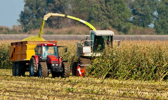 Технология выращивания кукурузы на зерно