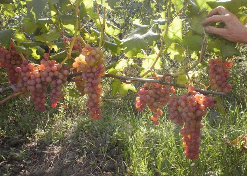 Гурман ранний – любительский гибридный сорт винограда для ценителей