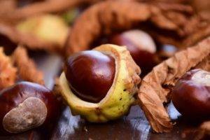 Каштаны — польза и вред ореха-долгожителя