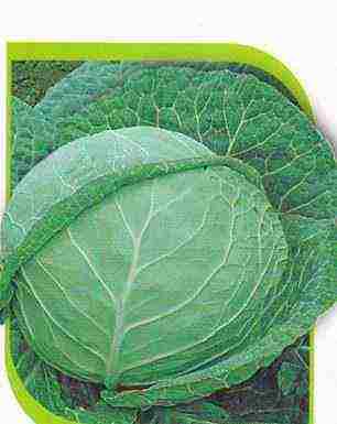 Капуста крюмон f1: описание белокочанного сорта и характеристика, фото семян, отзывы садоводов о выращивании рассады