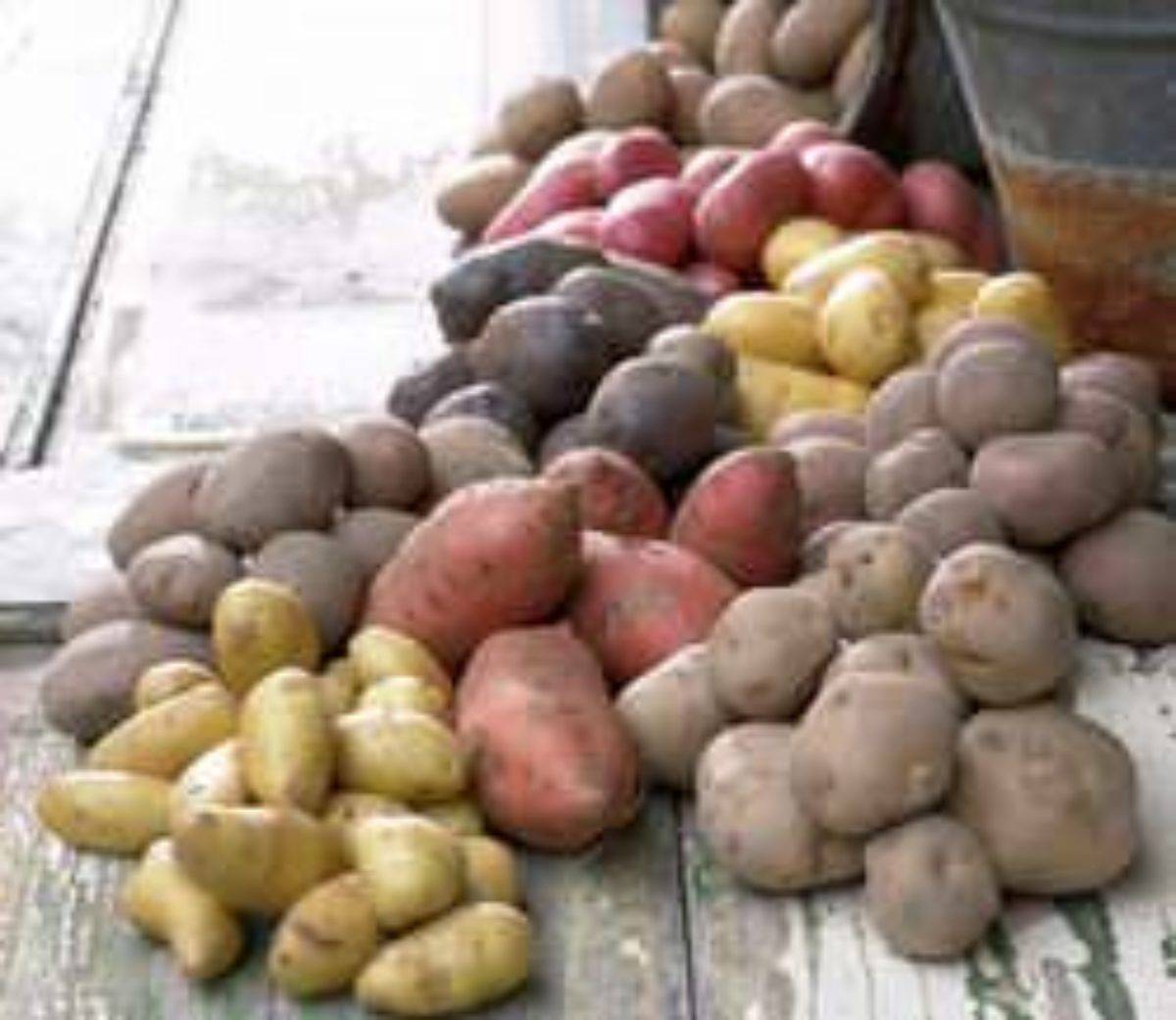 Лучшие сорта раннего картофеля: ультраранние, скороспелые и среднеранние