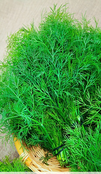 Сорта укропа на зелень без зонтиков: секреты выращивания, фото