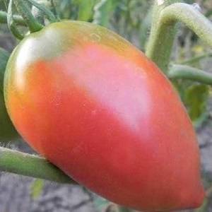 Хорошая урожайность и уверенная транспортировка: помидоры сорта «розовая стелла»