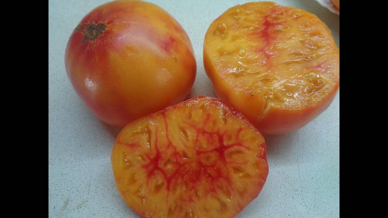 Описание и характеристика сорта томата медовый салют