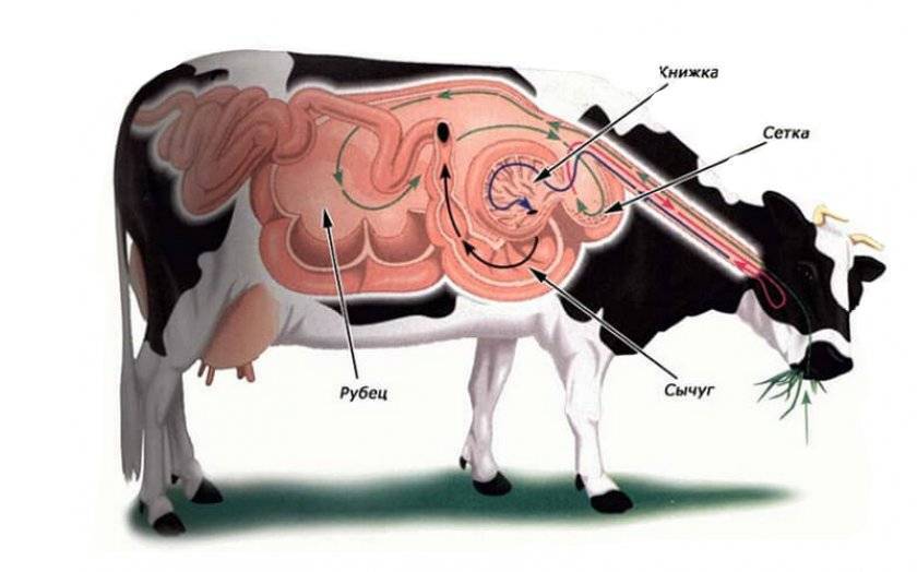 Тимпания рубца у коровы – причины и лечение 2020