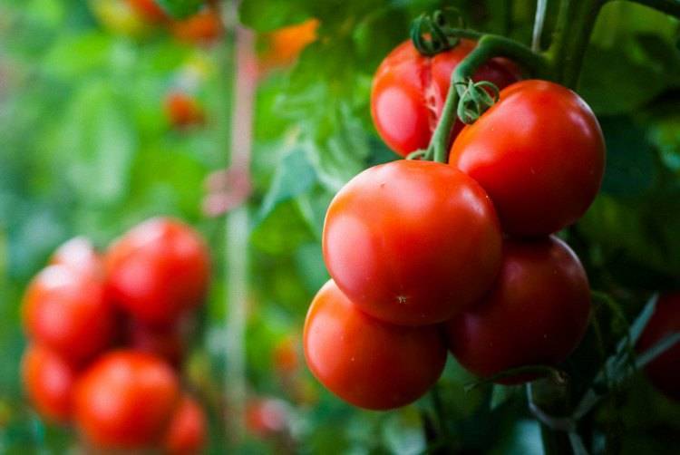 Как правильно пасынковать помидоры в теплице + схема пасынкование сортов