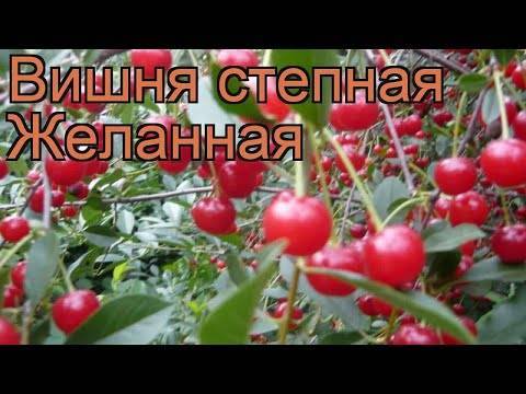 Самоплодные сорта вишни: обзор проверенных сортов для разных регионов