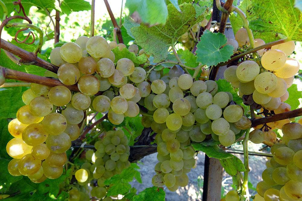 Технология выращивания винограда кристалл — основные особенности сорта