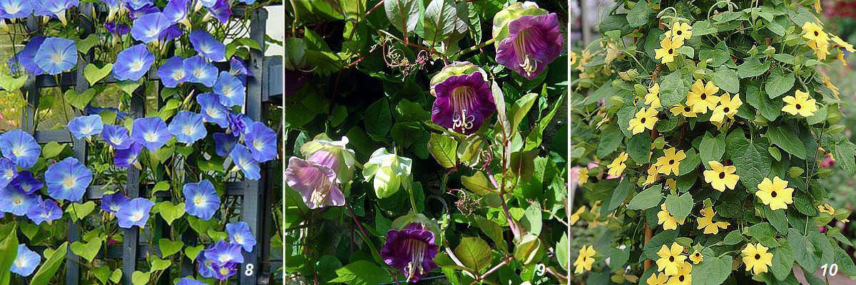 Вьющиеся цветы для сада (44 фото): названия растений для дачи. плетущиеся вьюны и тенелюбивые ползучие лианы, другие виды