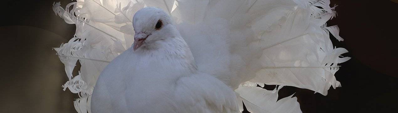 Содержание голубей — разведение, правила, виды, характеристики и кормление голубей (100 фото)