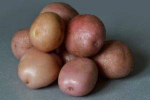 Описание сорта картофеля ермак