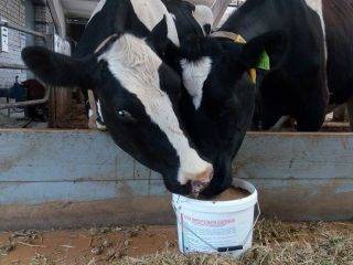 Что делать, если у коровы нет жвачки: методы лечения в домашних условиях