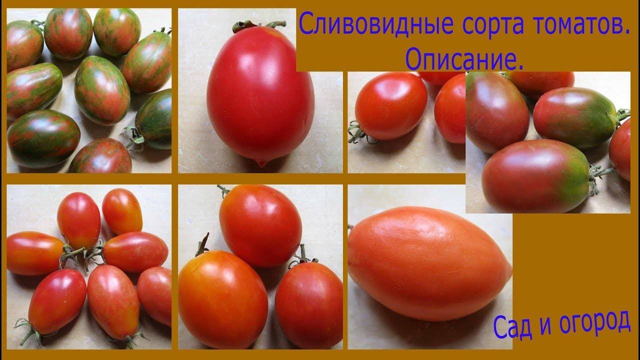 Сорта сливовидных томатов
