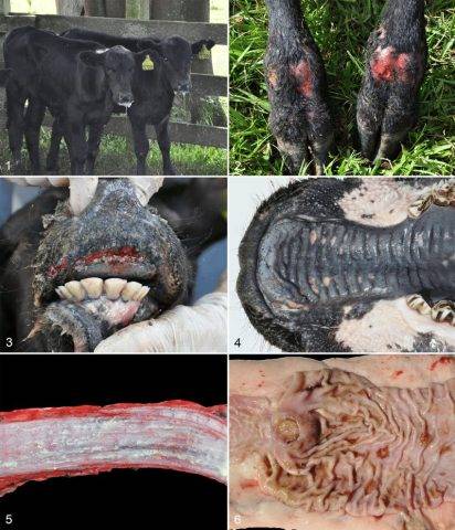Вирусная диарея крупного рогатого скота