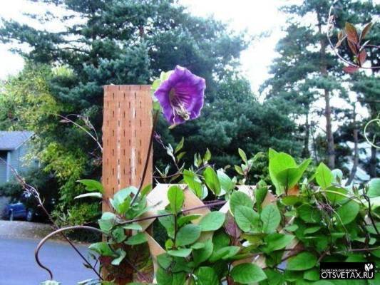 Кобея лазающая (47 фото): белая, фиолетовая, выращивание из семян в домашних условиях, посадка, уход в открытом грунте