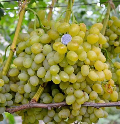 Сорт винограда галахад — ягоды грибы