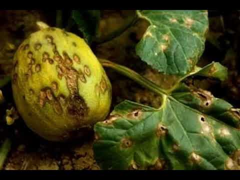 Дынная муха — википедия с видео // wiki 2