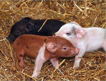 Супоросная свинья: кормление и содержание