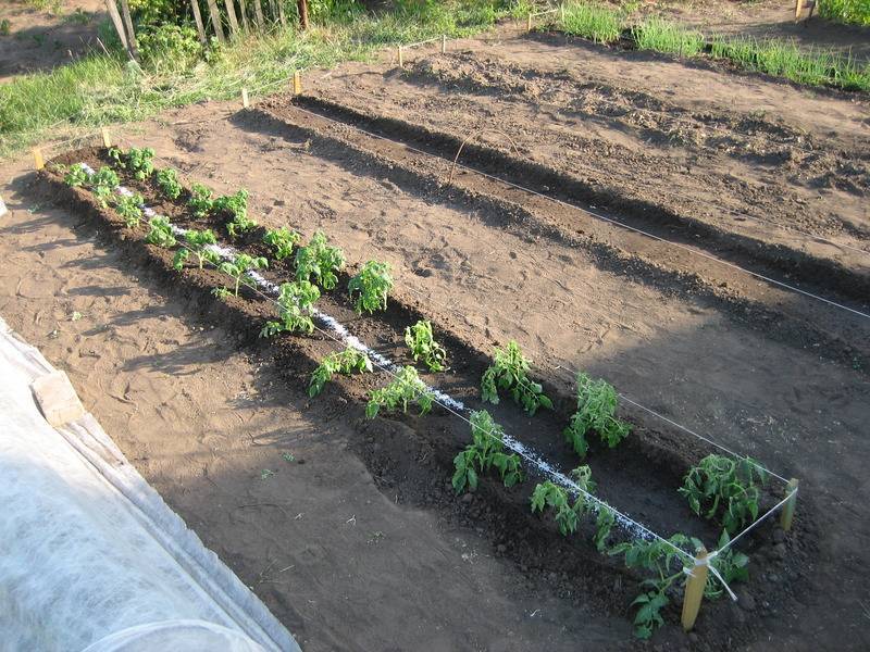 Как правильно посадить помидоры на рассаду дома: каким образом в условиях собственного производства сеять семена томатов, какие существуют способы возделывания?