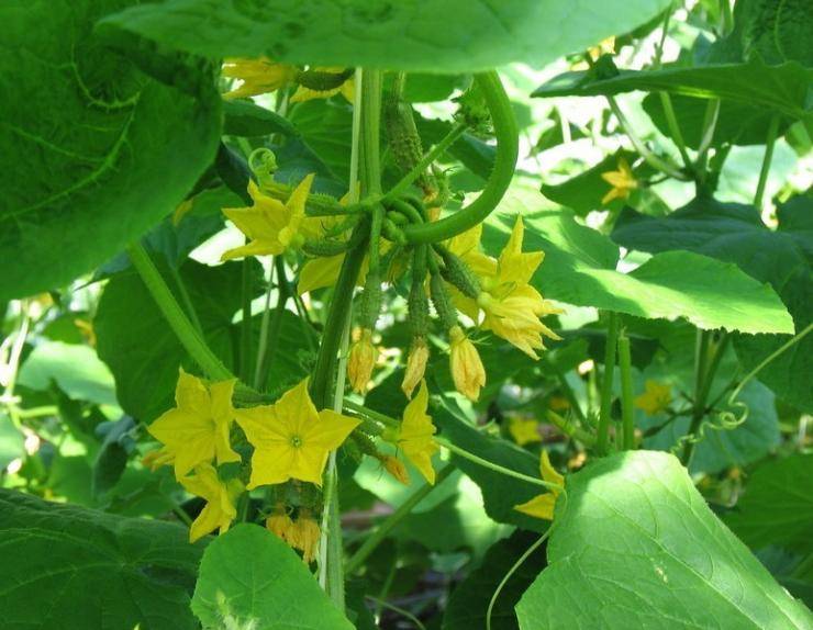 Чем подкормить огурцы во время цветения и плодоношения, чтобы увеличить урожай