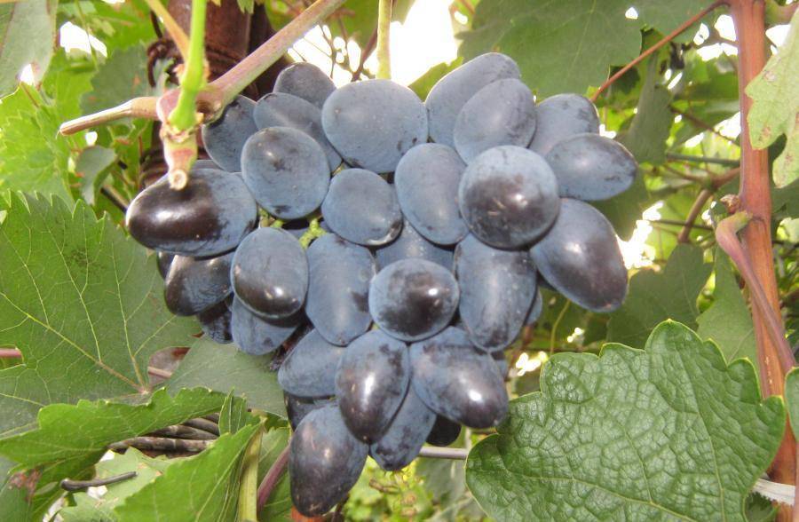 Атос виноград — ягоды грибы