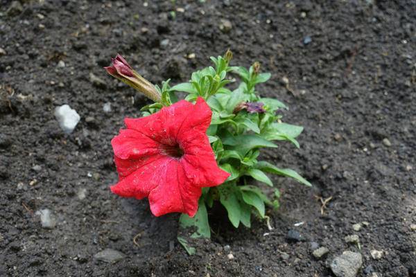 Причины отсутствия цветения у жасмина дома или в саду и способы их устранения