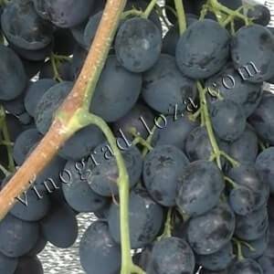 Описание сорта виноград сфинкс