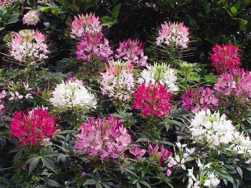 Цветы клеома с фото растений